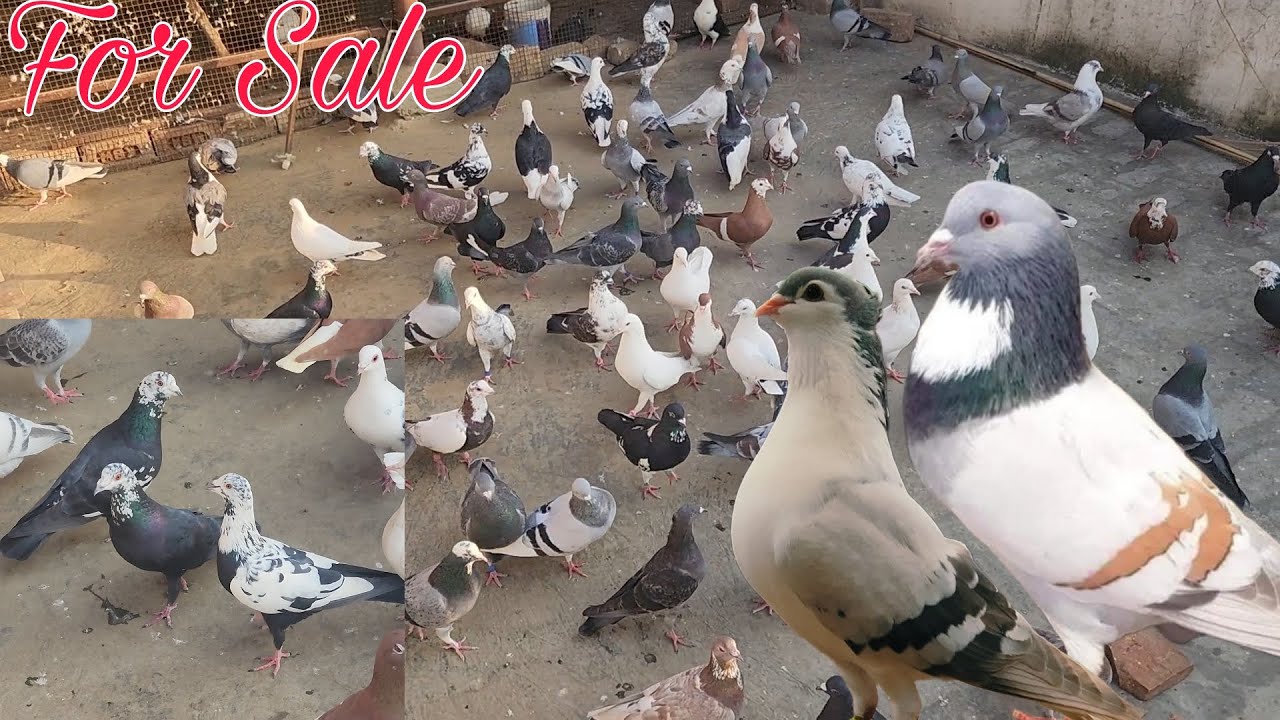 गर्दान लड़ते दौड़ते हुए 100 कबूतर।Gardaan kabootar for sale Amroha. Firoz bhai 7895768631