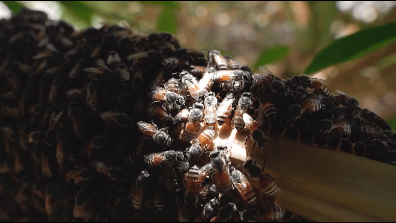 Nahal - From the Hives of Oman