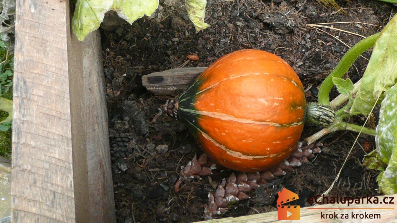 Jak pěstovat dýni Hokkaido ze semen. Cucurbita maxima Uchiki Kuri
