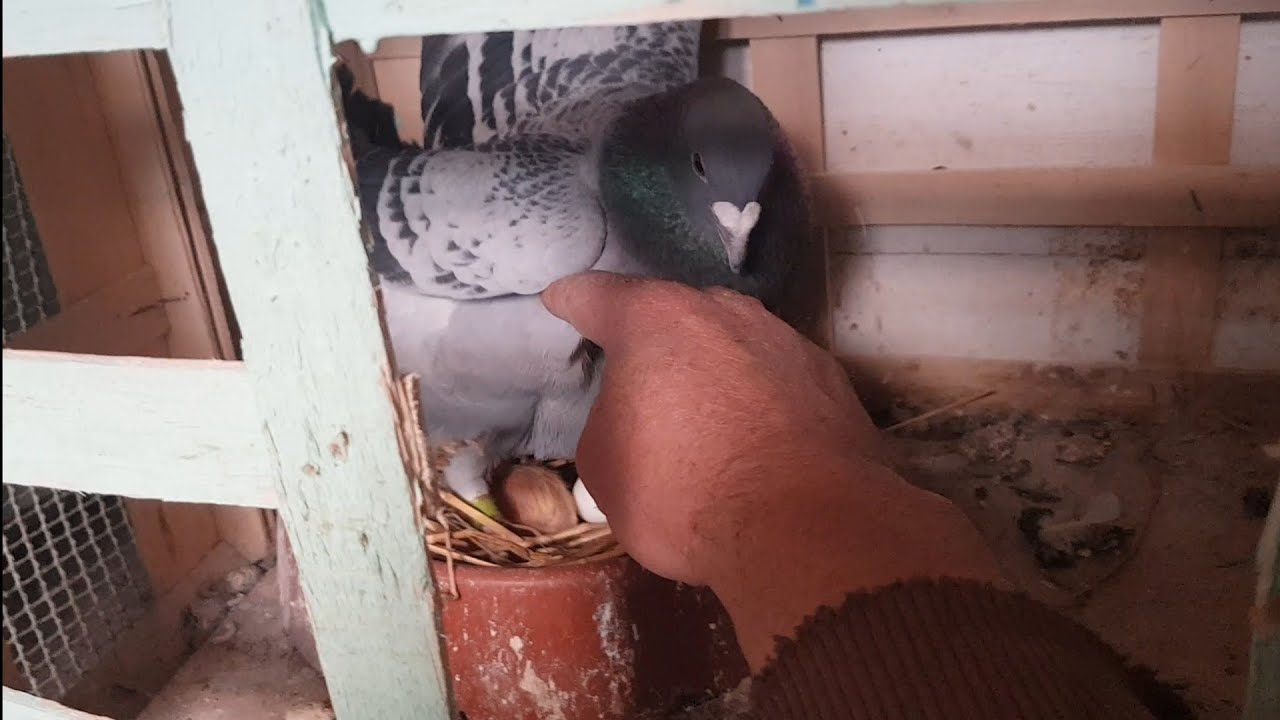 Ewa i Andrzej Nasze Gołębie. Zapraszamy na chrzciny 🕊🕊🕊#pigeon #animals #top