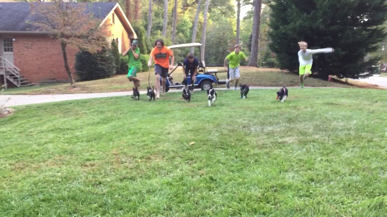Border Collie Puppy Race