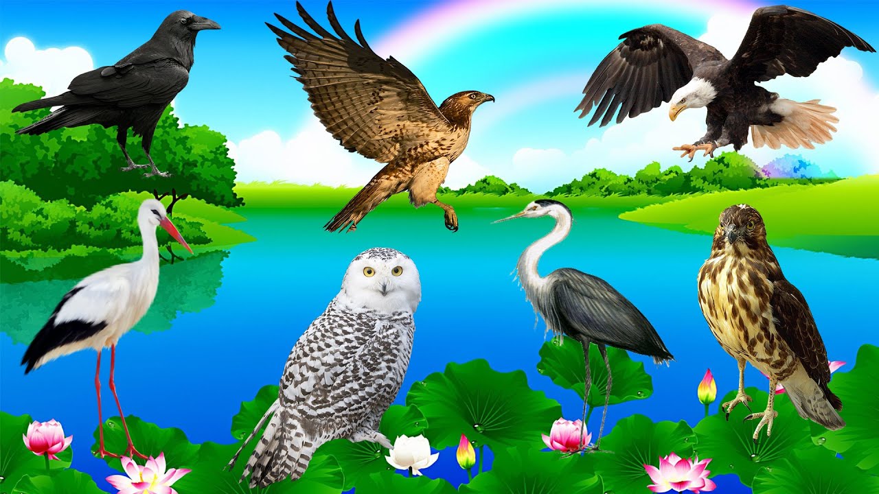 Sounds of birds living in Russia: Eagle, Falcon, Hawk, Owl, Heron, Stork, Raven