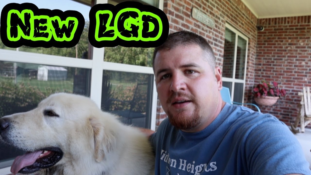 Introducing a New LGD to the Goat Herd!