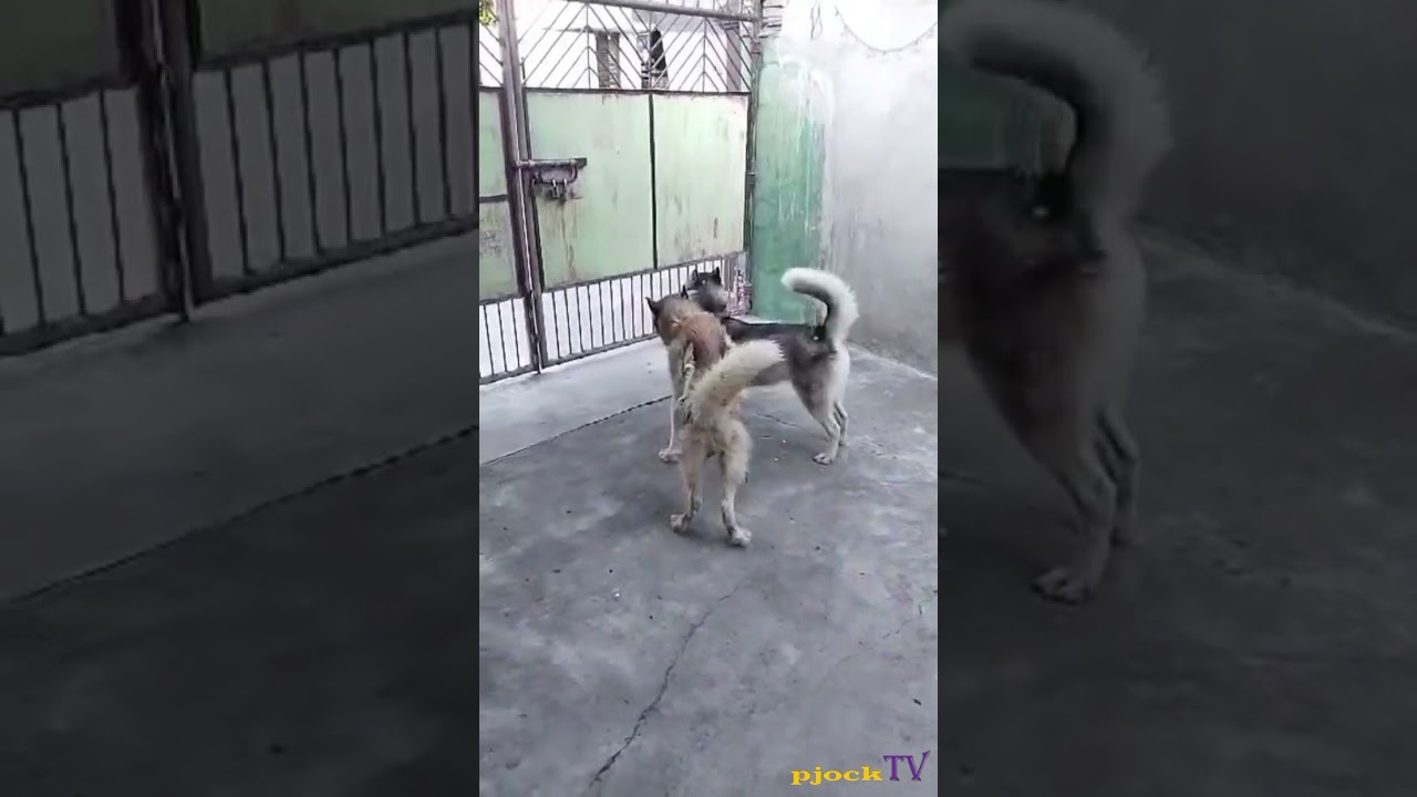 si seri at tenx2 na Hindi pa naliligo at nagugupitan