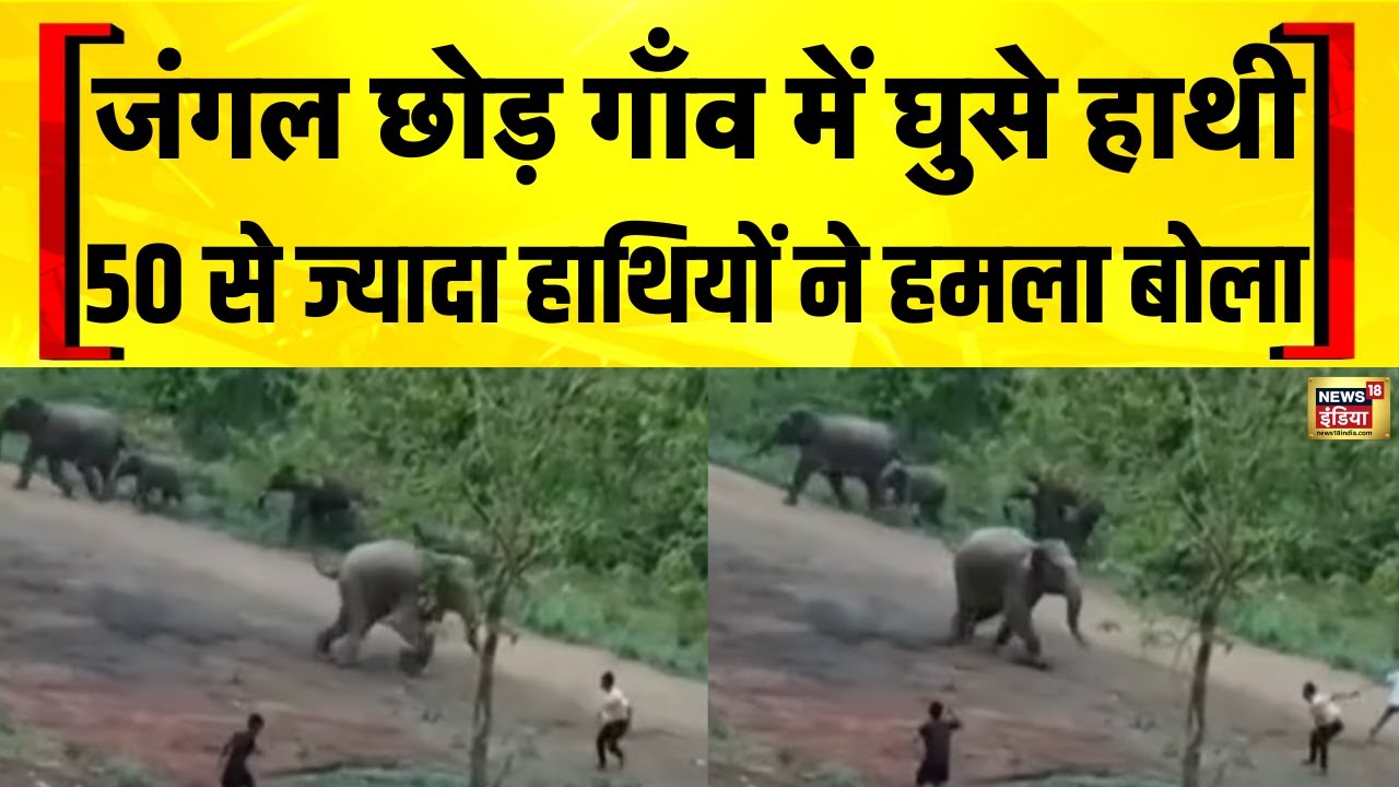 Chhattisgarh के Korba में हाथियों का आतंक | Elephant Attack | Hindi News