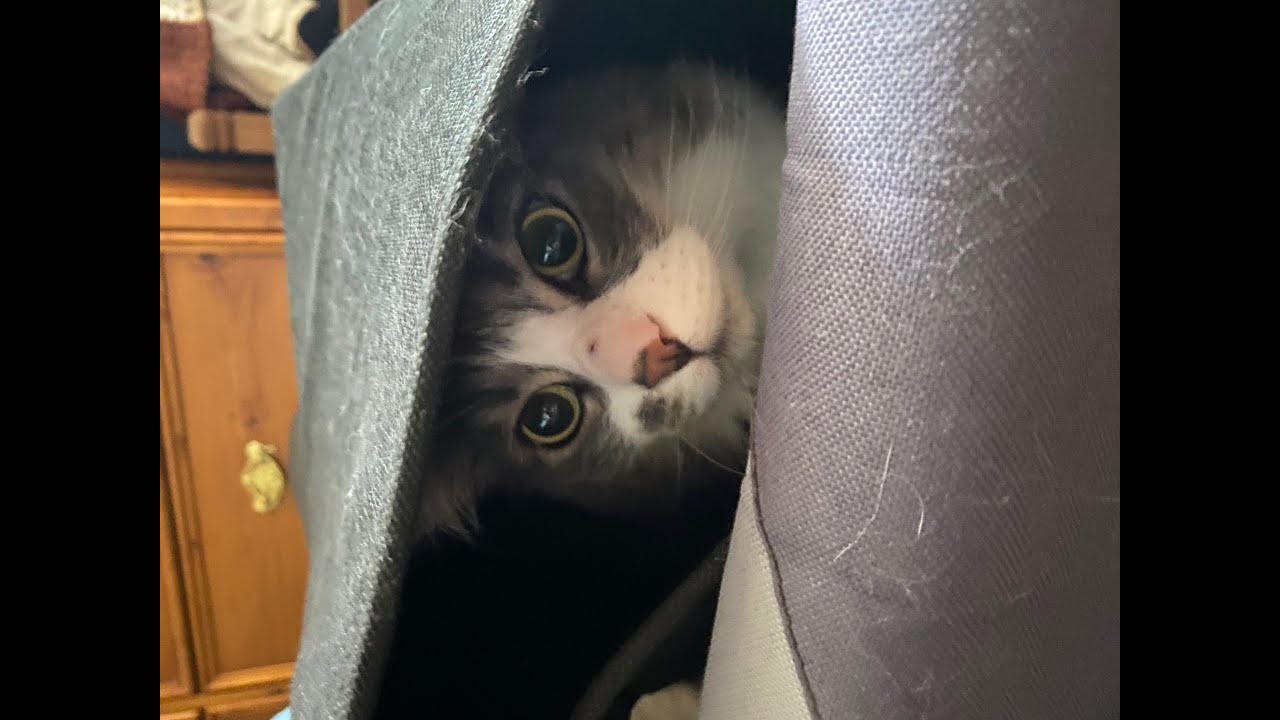 Smokey the IKitty, needed a quick recharge