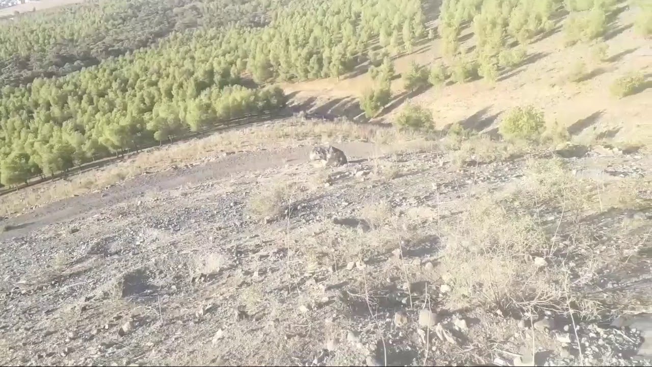 مناظر وجدة من جبال غابة الصنوبر
