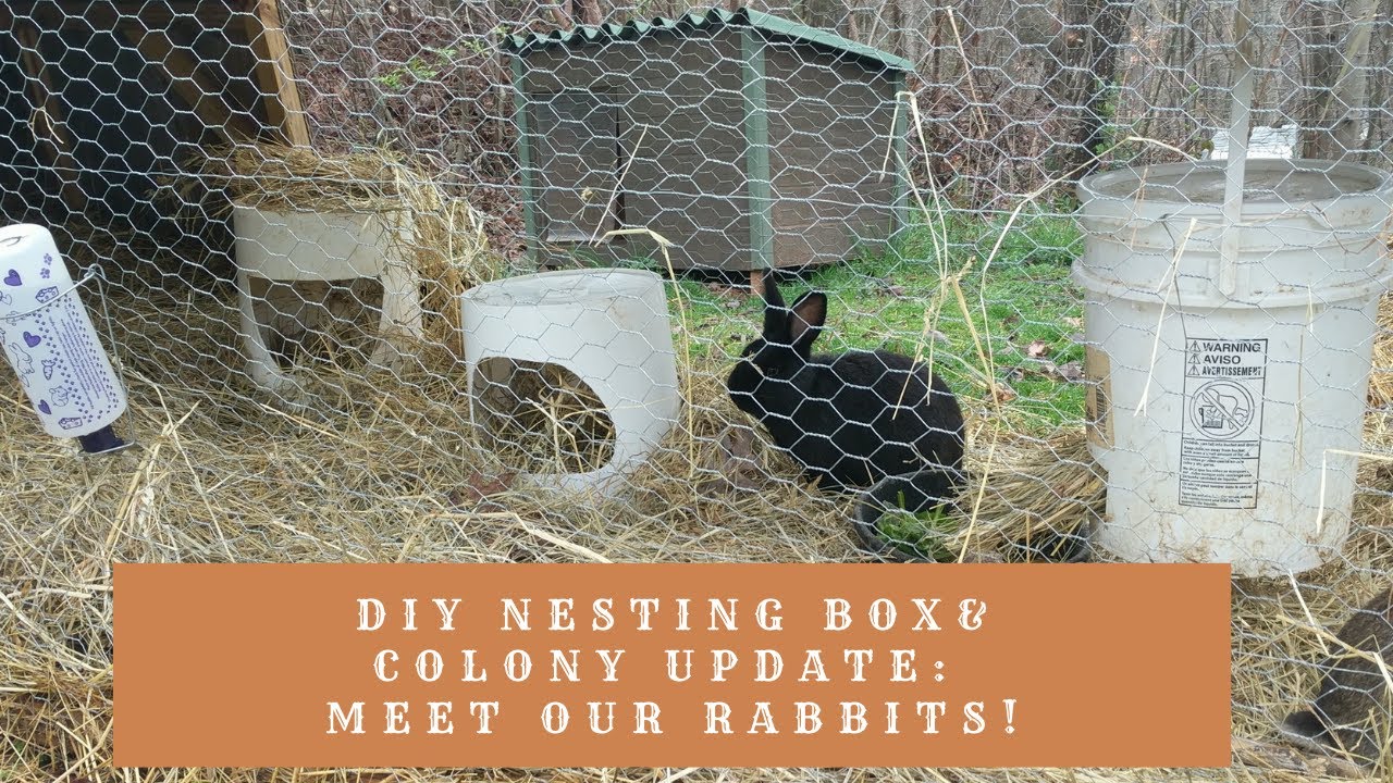 EASY DIY Rabbit Nesting Box & Colony Update: Meet our Rabbits!