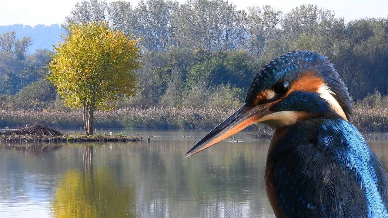 Oasi naturalistica Lago di Alviano (Umbria)
