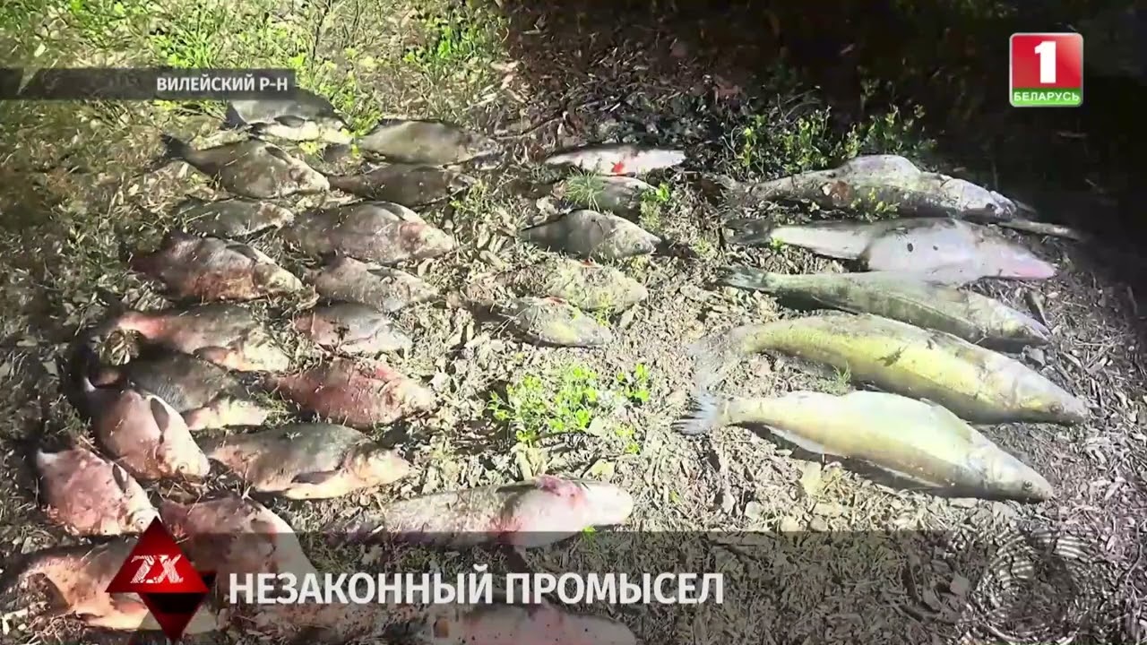 Наловили больше 100 кг рыбы - только вот весь улов незаконный