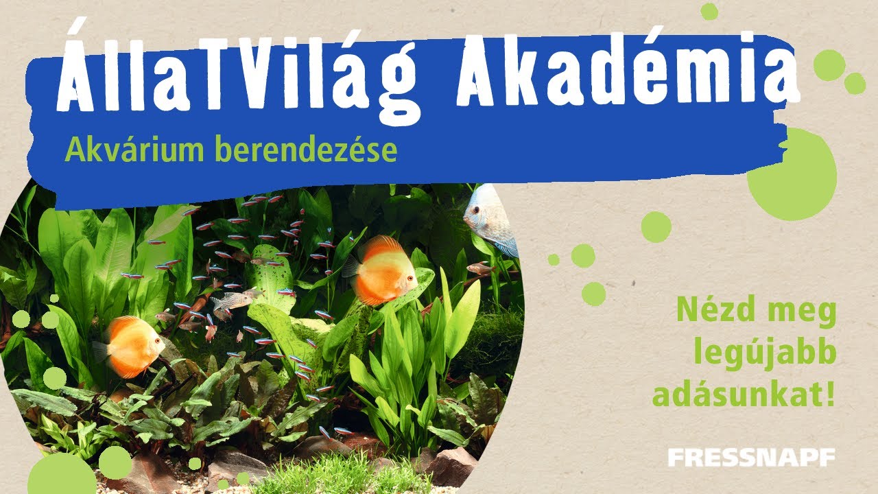 ÁllaTVilág Akadémia - Akvárium berendezése