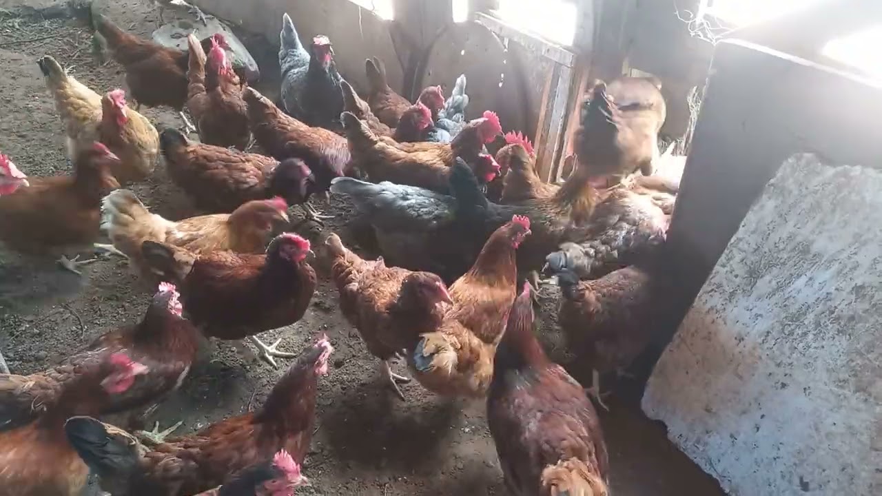 🌱 Estilo vida no campo