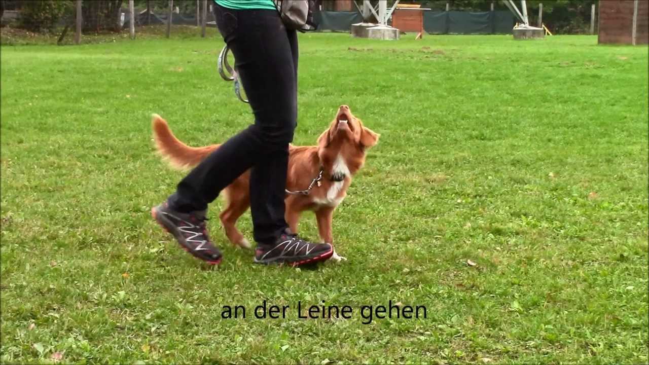 Caylie (Nova Scotia Duck Tolling Retriever - 6 months first trainings elements)
