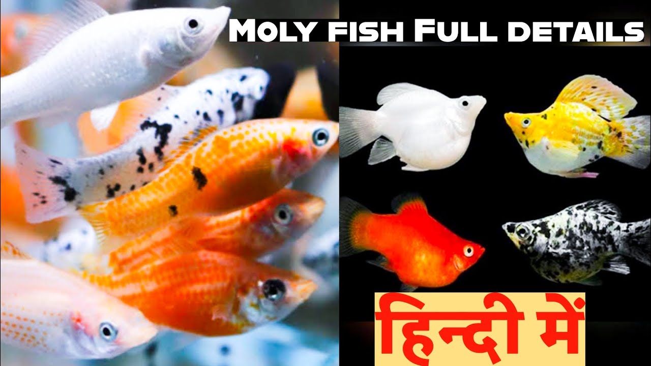 Molly fish care tips that every aquarium owner should know,