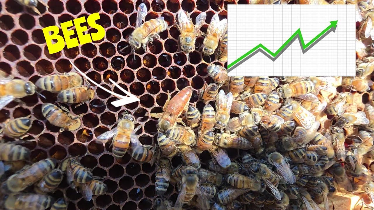 Beekeeping 2026: Positive Trends