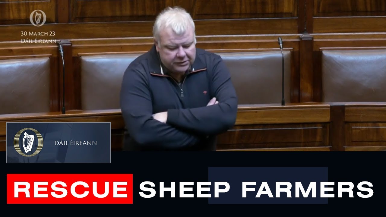Irish TD Calls for Plan to Rescue Irish Sheep Farmers
