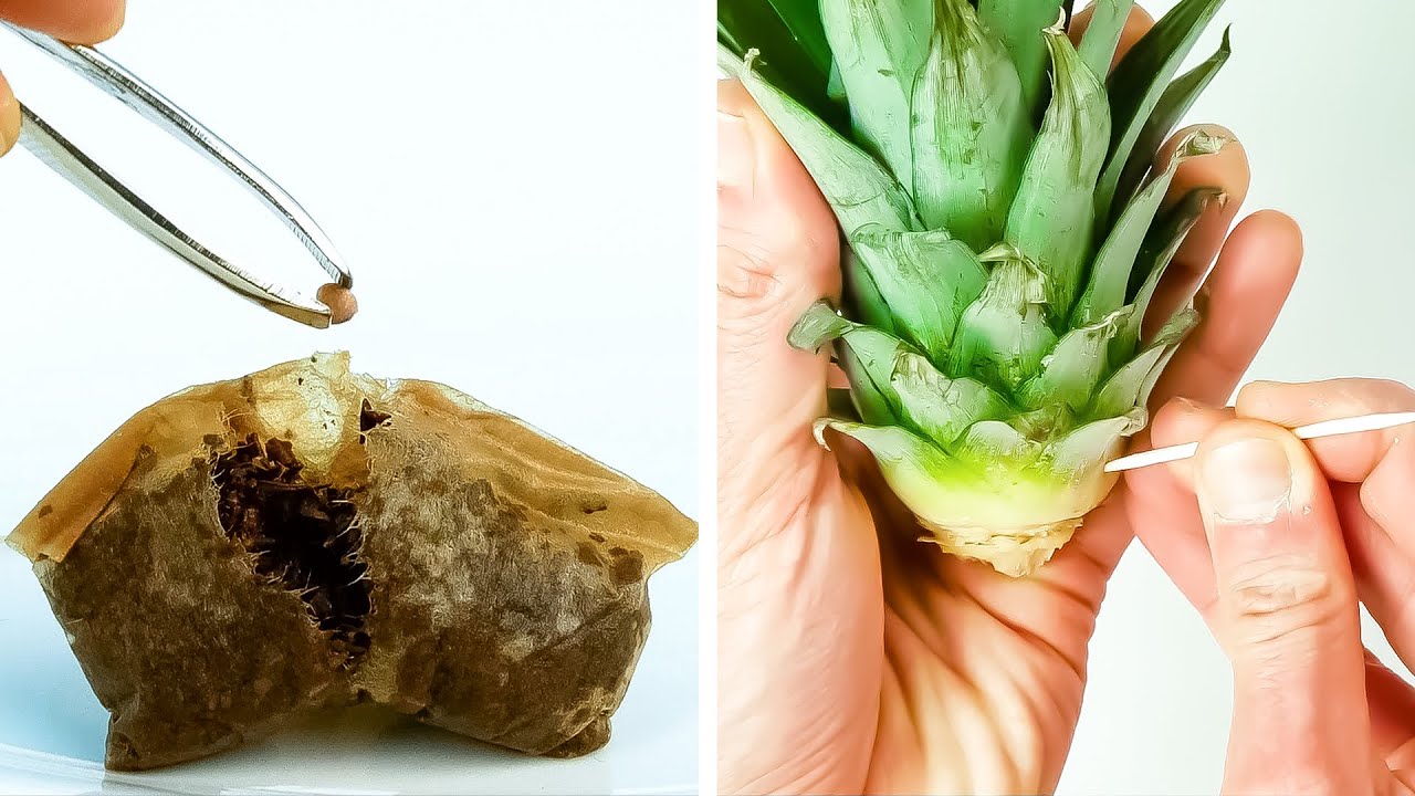 42 trucchi geniali con gli avanzi di cibo