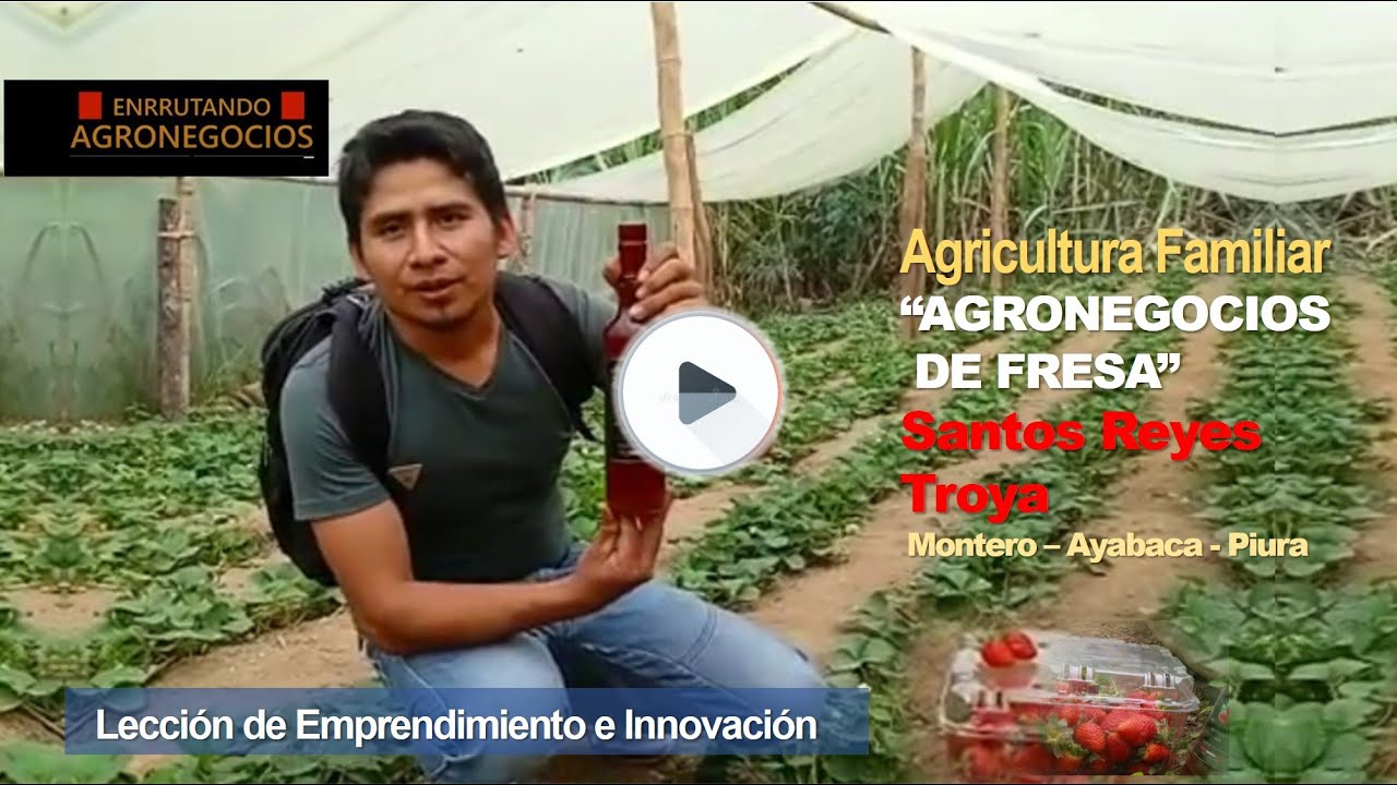 EMPRENDEDOR AGRONEGOCIOS DE FRESAS EN MONTERO, AYABACA, PIURA
