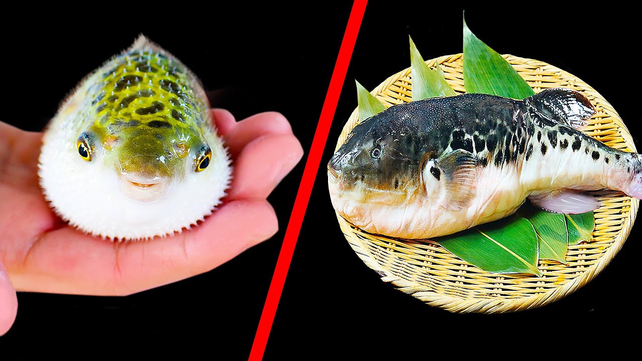 Kalau Kamu Berkunjung ke Jepang, Jangan Makan Ikan Ini