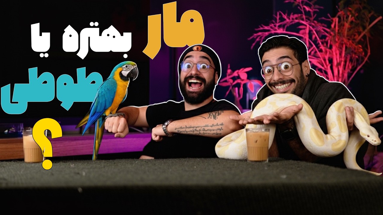 🐍 مار بهتره یا طوطی؟ 😱 مقایسه عجیب دو حیوان خانگی خاص! | مار به درد خونه می‌خوره یا طوطی؟