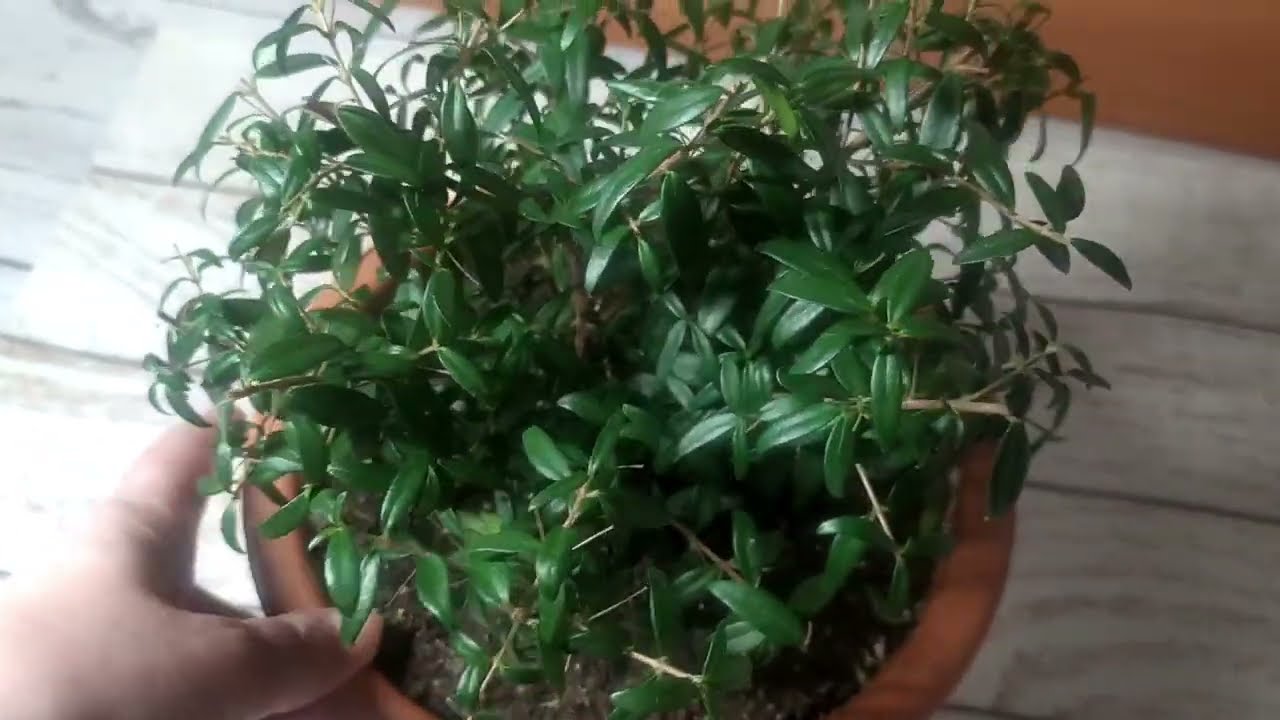 🌸 Комнатный мирт в домашних условиях 🌸 Уход за миртом осенью и зимой