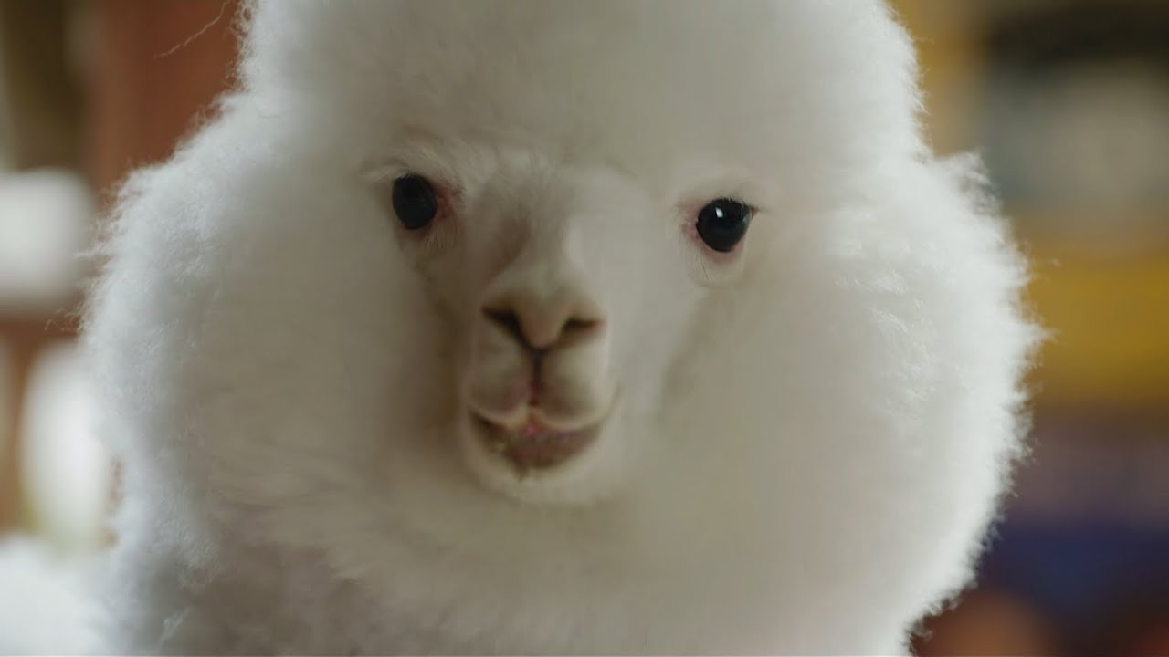 [JINFanmade] 羊驼之歌 - 檀健次 & 闫夏 B&agrave;i Ca Lạc Đ&agrave; Alpaca - Đ&agrave;n Kiện Thứ & Di&ecirc;m Hạ | Alpaca Song 滤镜 FMV