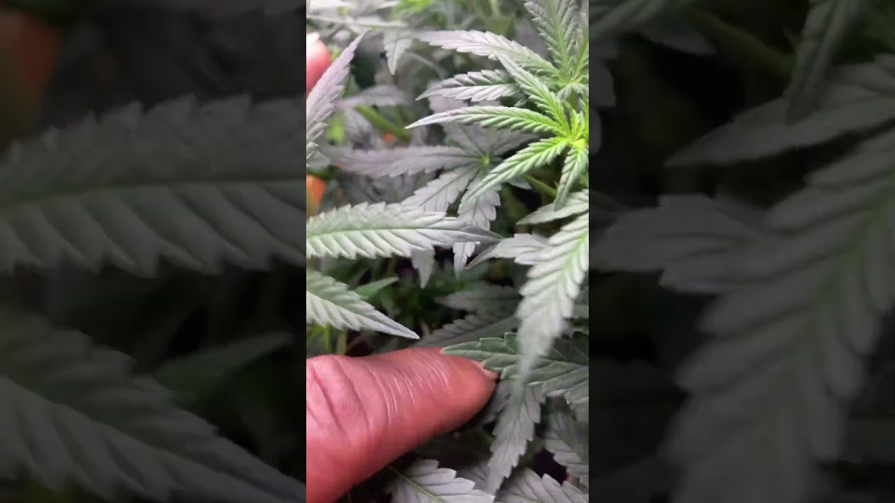 #plants #420 #gardening #growth #green #genetics #plantsmakemehappy #smoke #hybrid #cannabisdaily