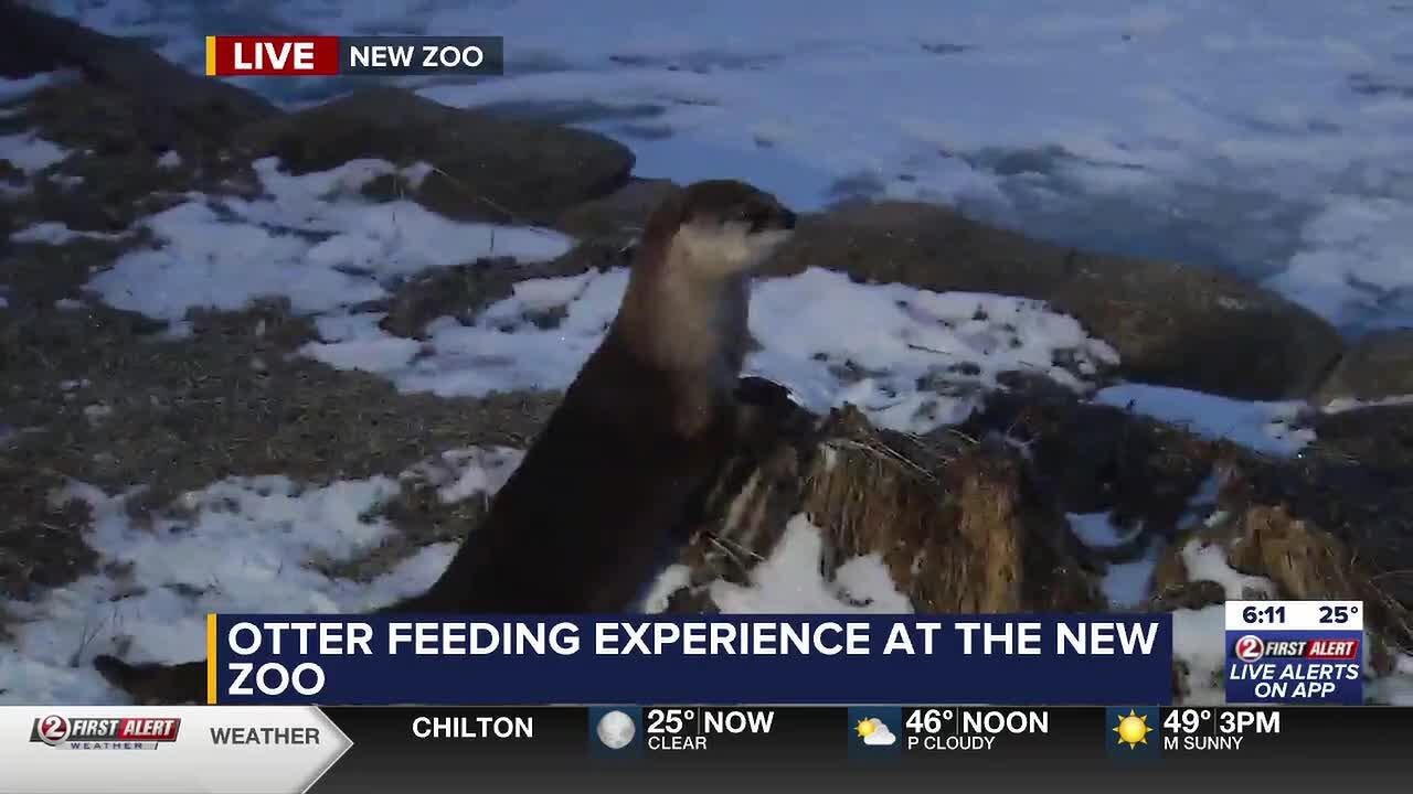 Otter feeding experience returns to NEW Zoo