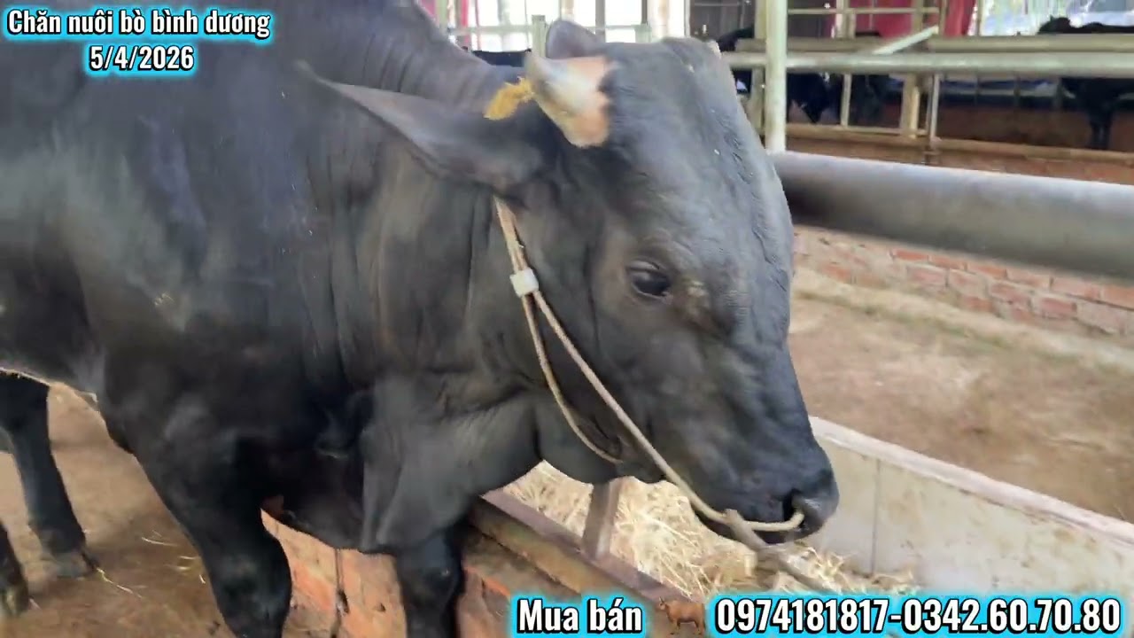 3b vỗ béo tiếp tục về,anh chị vào xem ủng hộ nhé!@channuoibobinhduong8373 