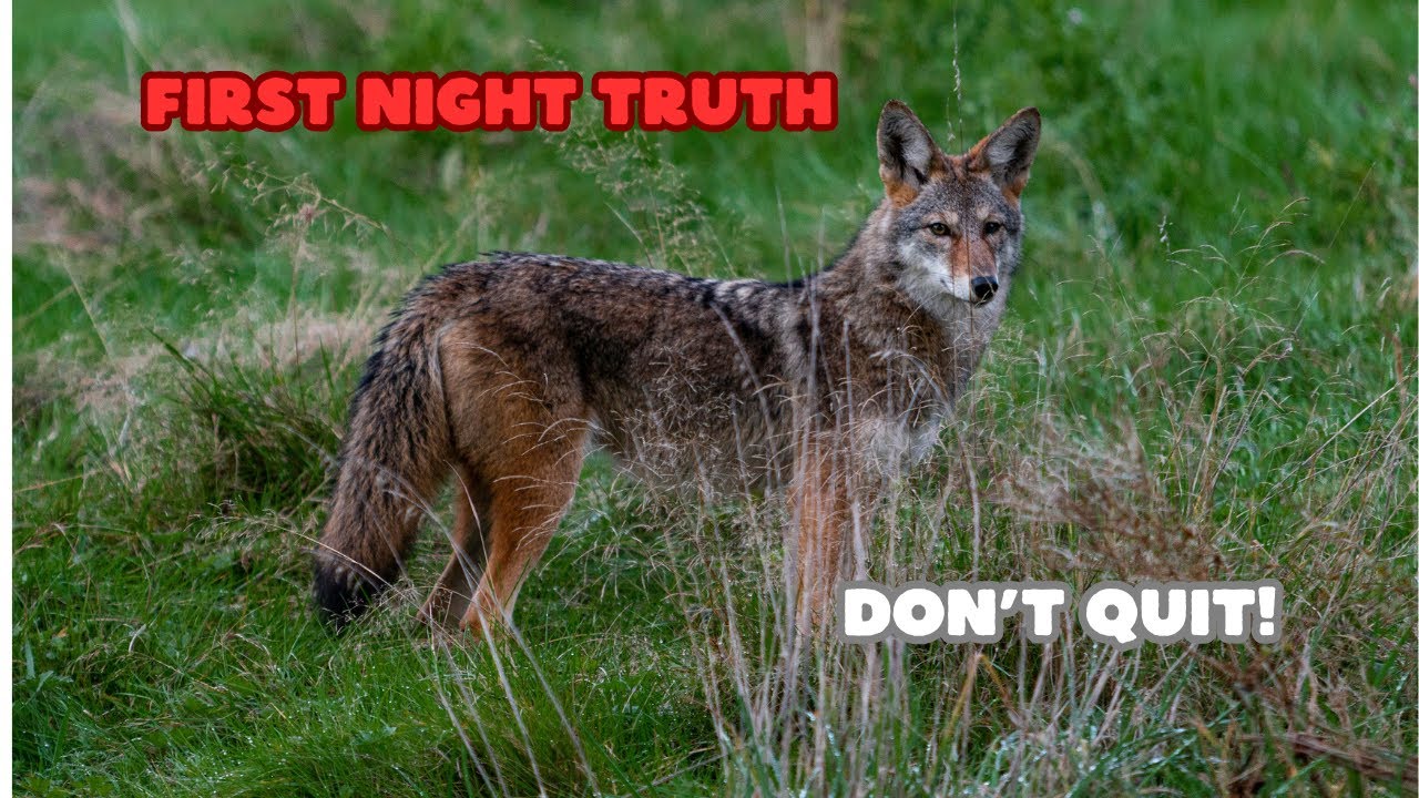 First Time Night Hunting Coyotes? Do This Instead