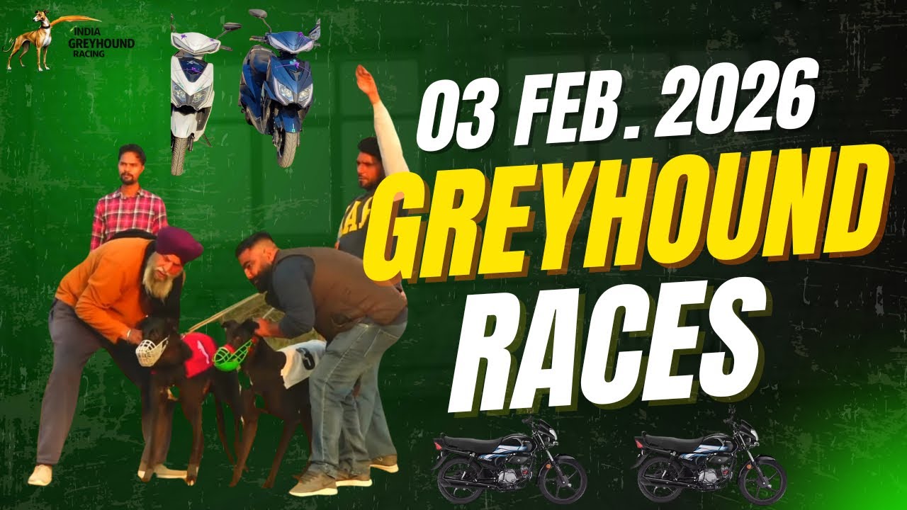 NATHOWAL || GREYHOUND RACES || ਸ਼ਿਕਾਰੀ ਕੁੱਤਿਆ ਦੀਆ ਦੌੜਾ || 03 FEBRUARY 2026 ||