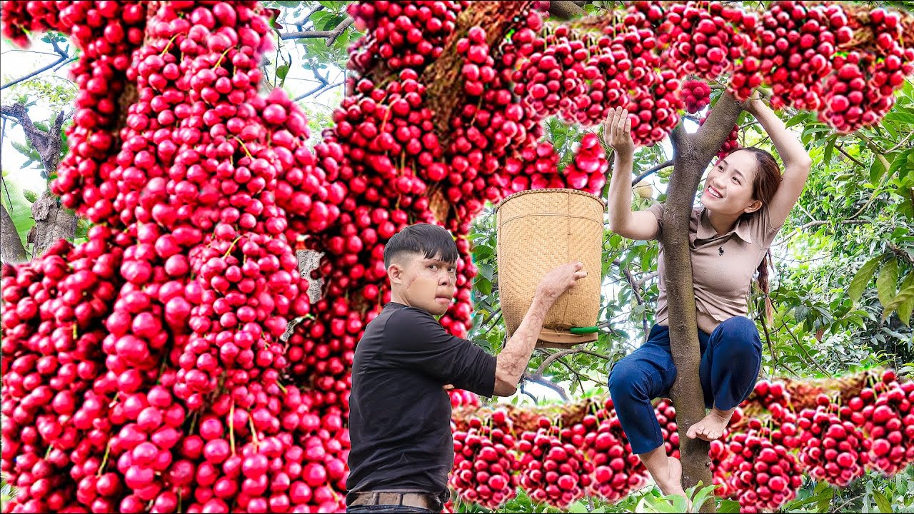 Harvest Red Grapes (Langsat Fruit) Goes to the market sell - Lý Thị Hoa