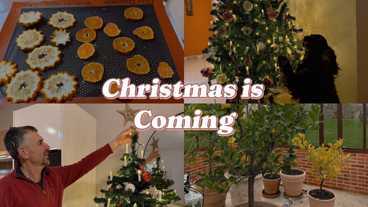 Christmas Preparations - a family day in the countryside
