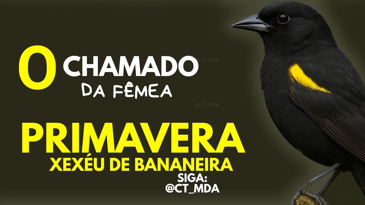 PRIMAVERA CHAMANDO ORIGINAL |  Conhecida também por Melro  •  Pega • Inhapim | Icterus pyrrhopterus