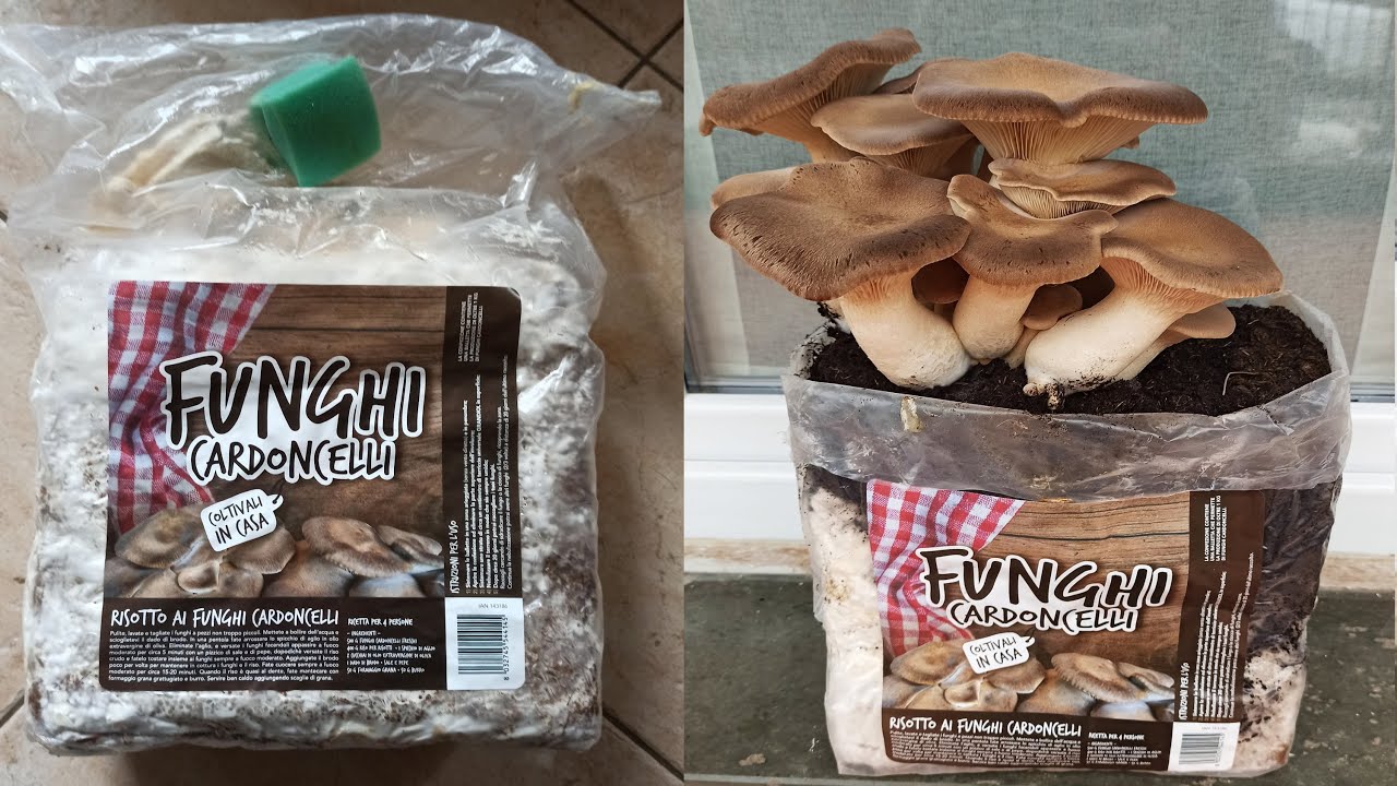 TimeLapse coltivazione funghi Cardoncelli ( Pleurotus Eryngii ) Kit per funghi Cardoncelli LIDL