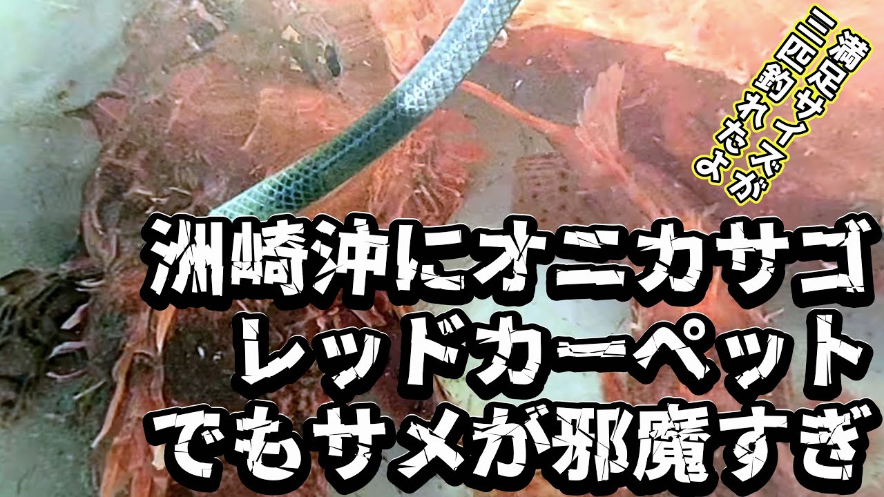 洲崎沖200mの海底はオニカサゴのレッドカーペット!?　へた釣りでも3匹釣れた!!～サメの邪魔さえなければツ抜けだっていけた？～（2025.2.22 羽田・かみや オニカサゴ)