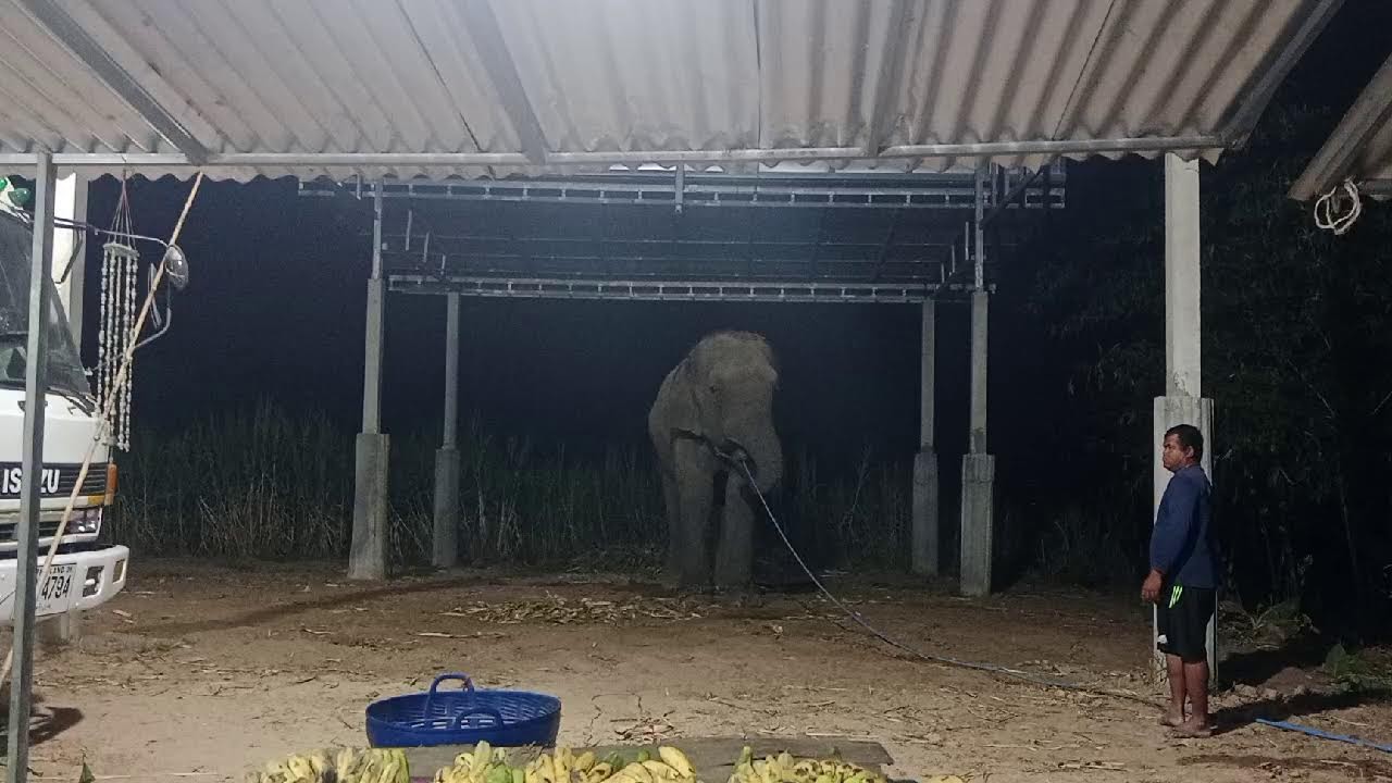 สวัสดีค่ะผลไม้เต็มโต๊ะเปิดร้านให้น้องช้างตกงานปางเลิกจ้างด้วยค่ะ