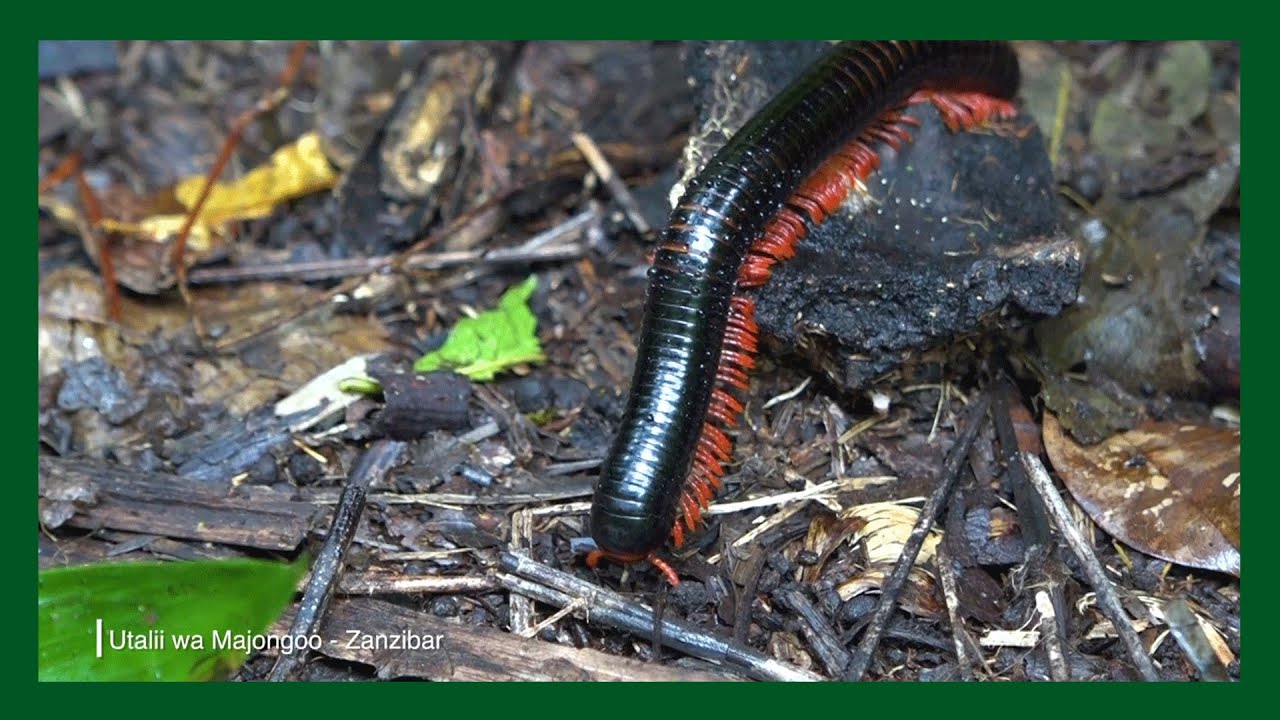 🔴#TSC: MILLIPEDE TOURISM AT MASINGINI FOREST NATURE RESERVE (SWAHILI) | UNGUJA DISTRICT
