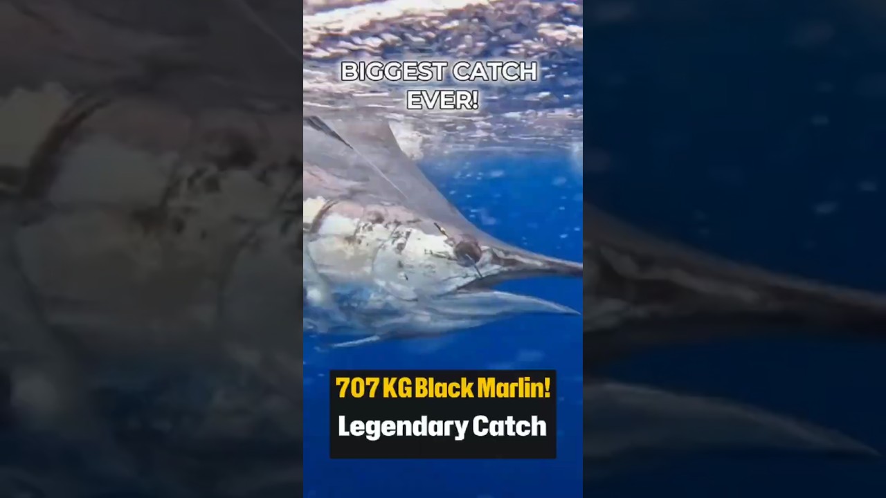 World&rsquo;s Largest Black Marlin Catch! 🐟 707.6 KG Monster 🎣 #blackmarlin