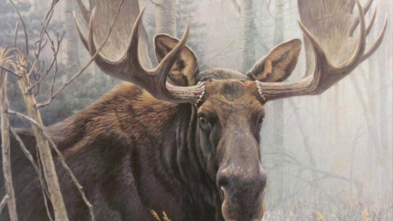 AK881 “Robert Bateman Art”