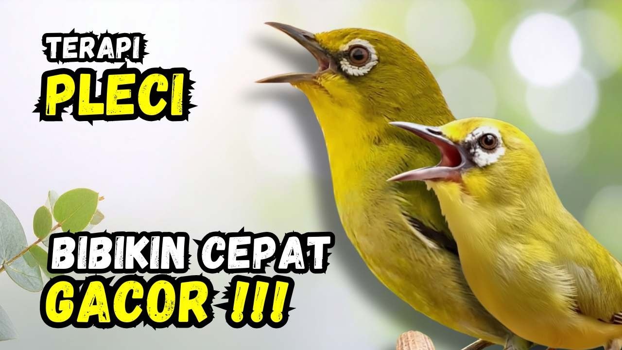 Hitungan Detik Pleci Langsung Buka Paruh