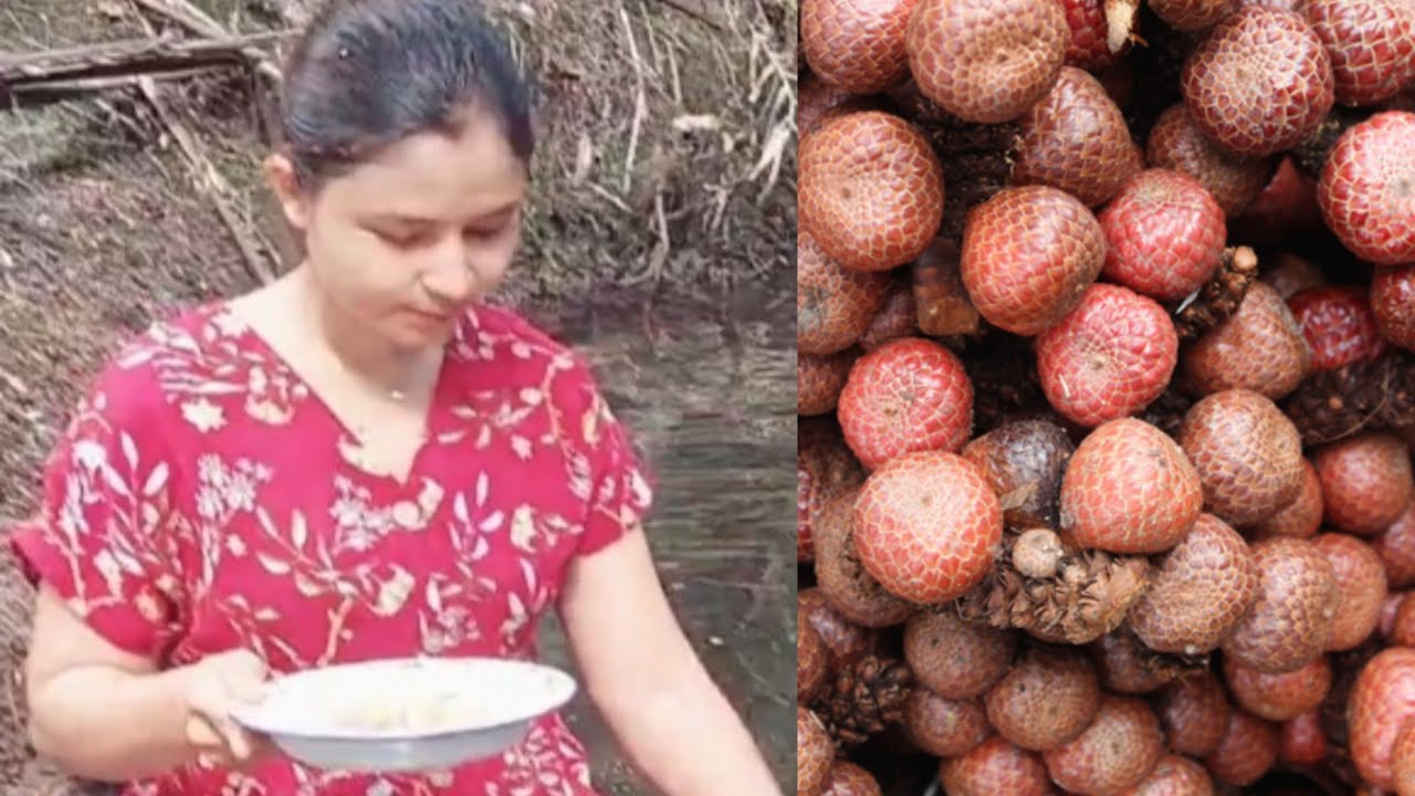 Ngeri...panen asam paya/kelubi kalimantan