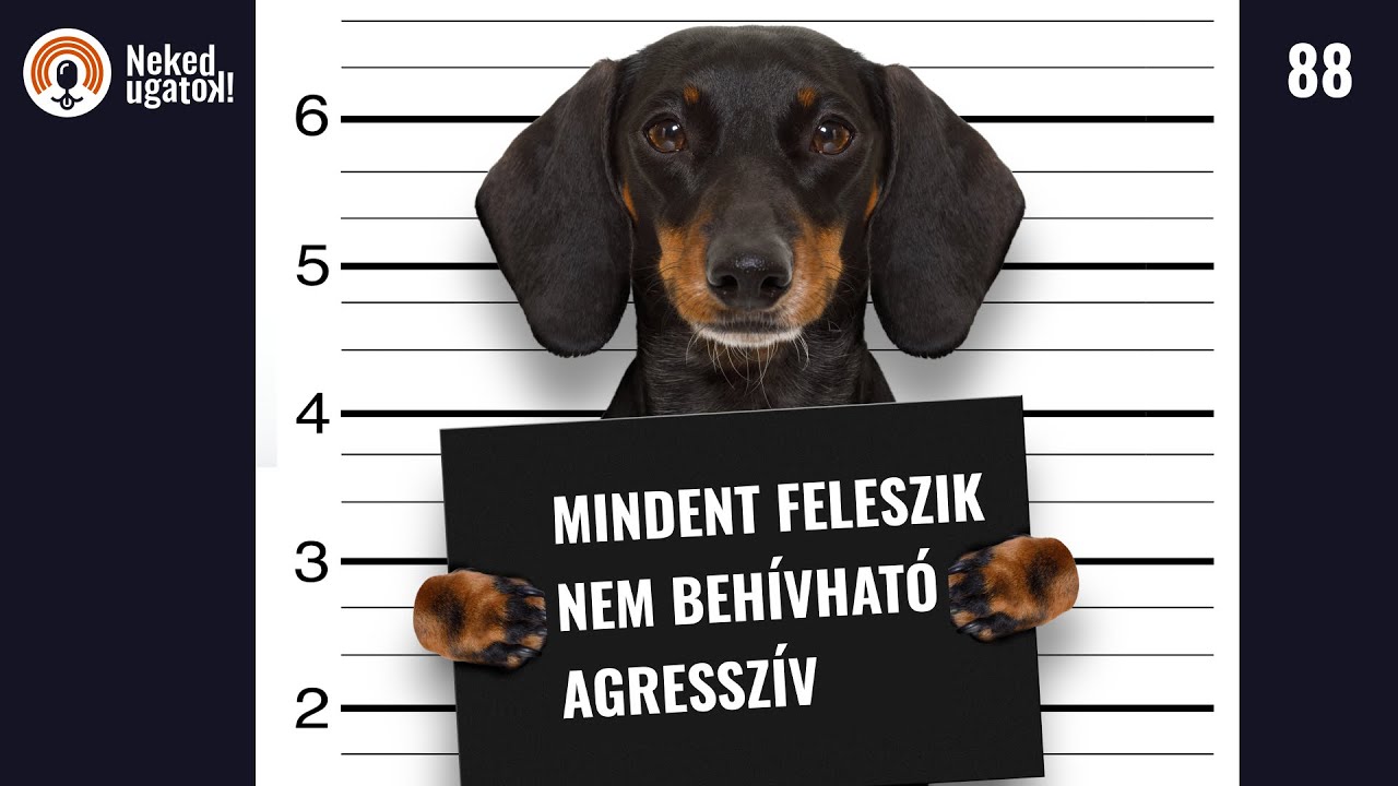 Így oldj meg BÁRMILYEN kutyás problémát! | #88
