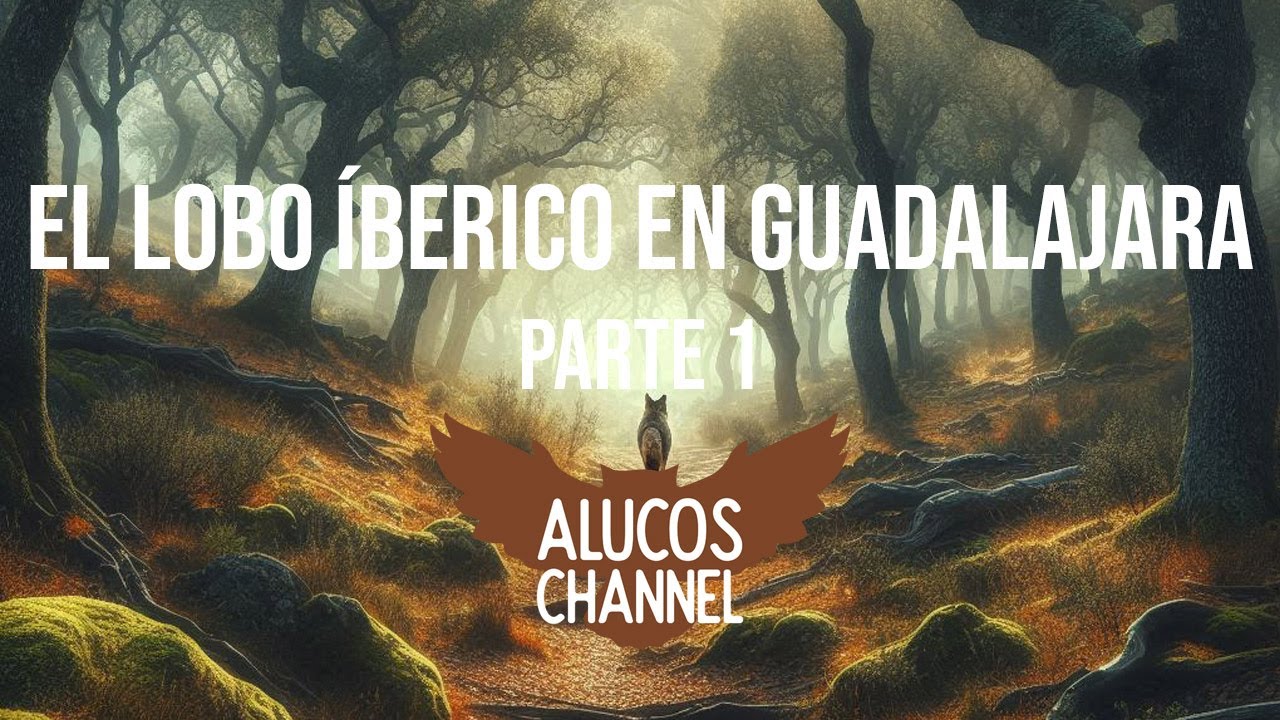 403 | LOBO IBÉRICO EN GUADALAJARA (Parte 1)| ALUCOS CHANNEL