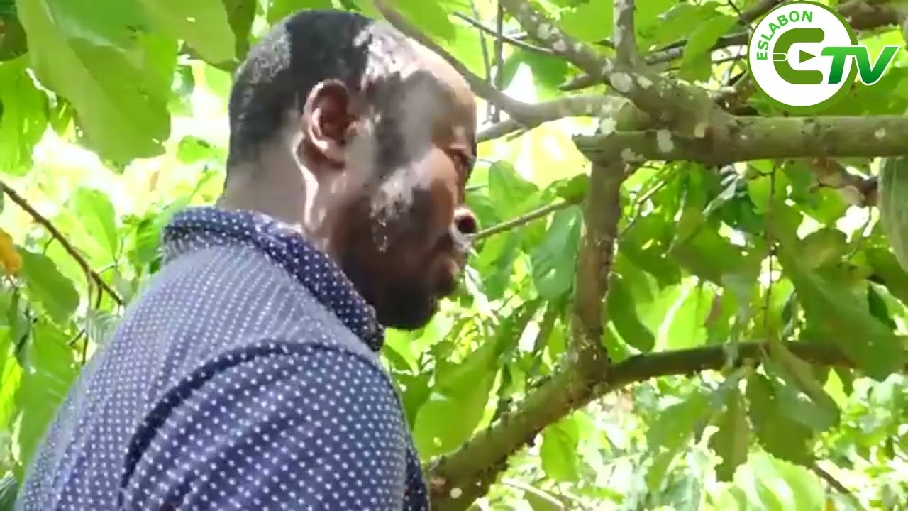 CAMBIO CLIMÁTICO REDUCE DRÁSTICAMENTE LA PRODUCCIÓN DE CACAO EN #ÁFRICA