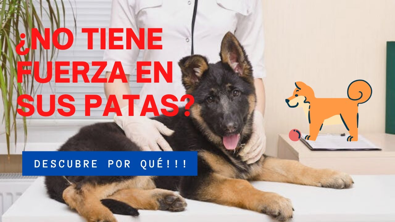 🐕🐾Causas De DEBILIDAD En Las PATAS TRASERAS De Los Perros