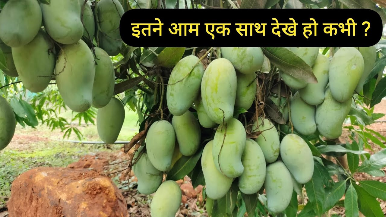 AMRAPALI MANGO FARMING || आम्रपाली आम की खेती