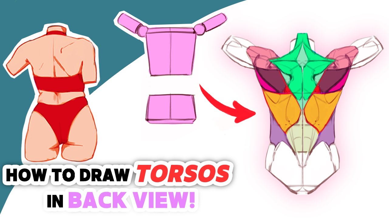 Anatomy Quick Tips: Torsos in Back View! [Character Design Bootcamp - Day 9]