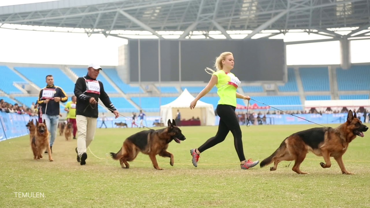Chinese Sieger Show 2019