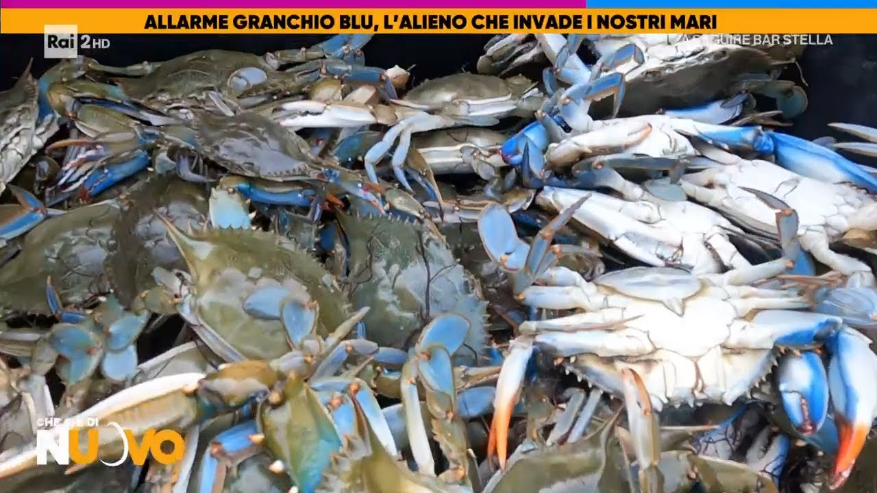 Allarme granchio blu, l'alieno che invade i nostri mari - Che c'è di nuovo 22/12/2022
